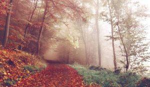 trailrunning-herfstpad